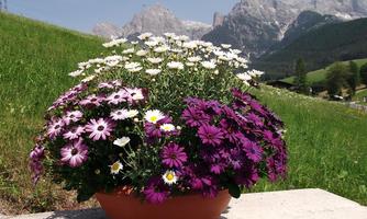 A colorful flower pot with purple, pink, and white flowers in front of a green meadow. In the background, majestic mountains can be seen.