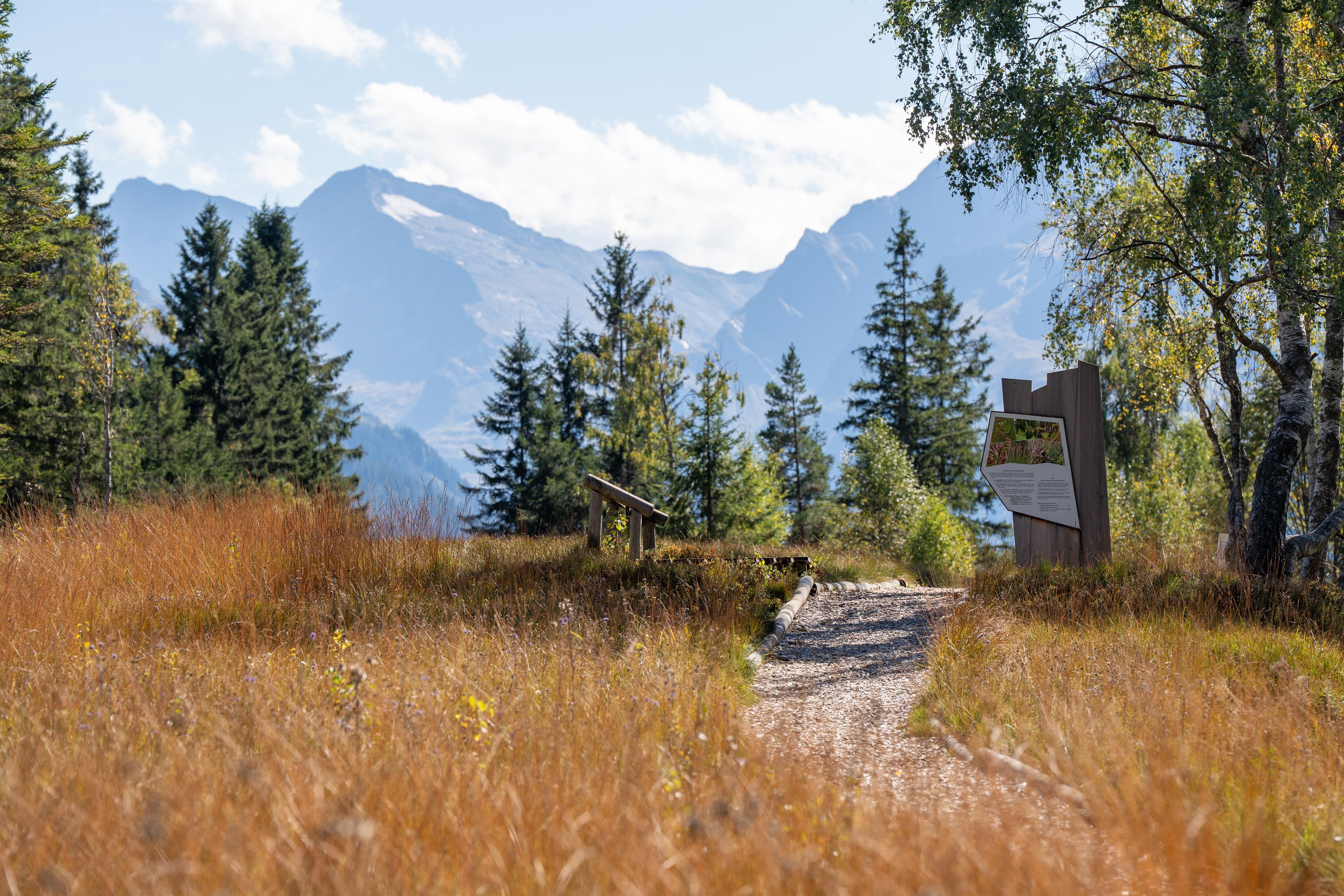 Geführte Wanderung rund um das Hochmoor Wasenmoos