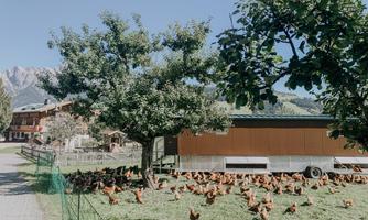 A chicken coop on a green meadow, surrounded by trees. In the background, buildings and mountains can be seen.
