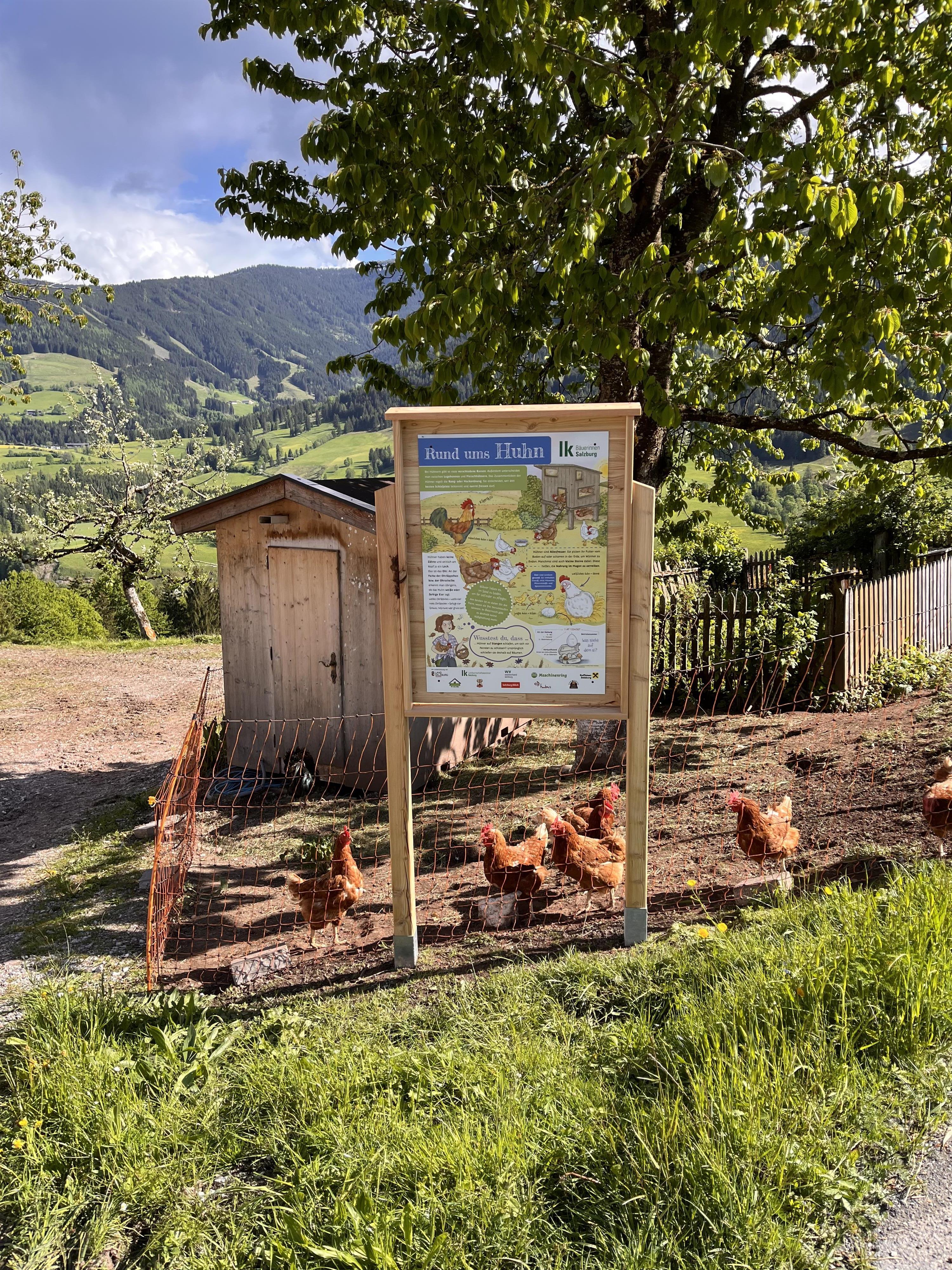 Here live our chickens – brown, olive layers, and blue layers – that fill our meadow with life.