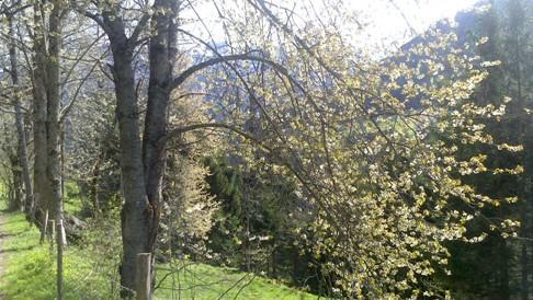 Baum - Lehrpfad Annaberg