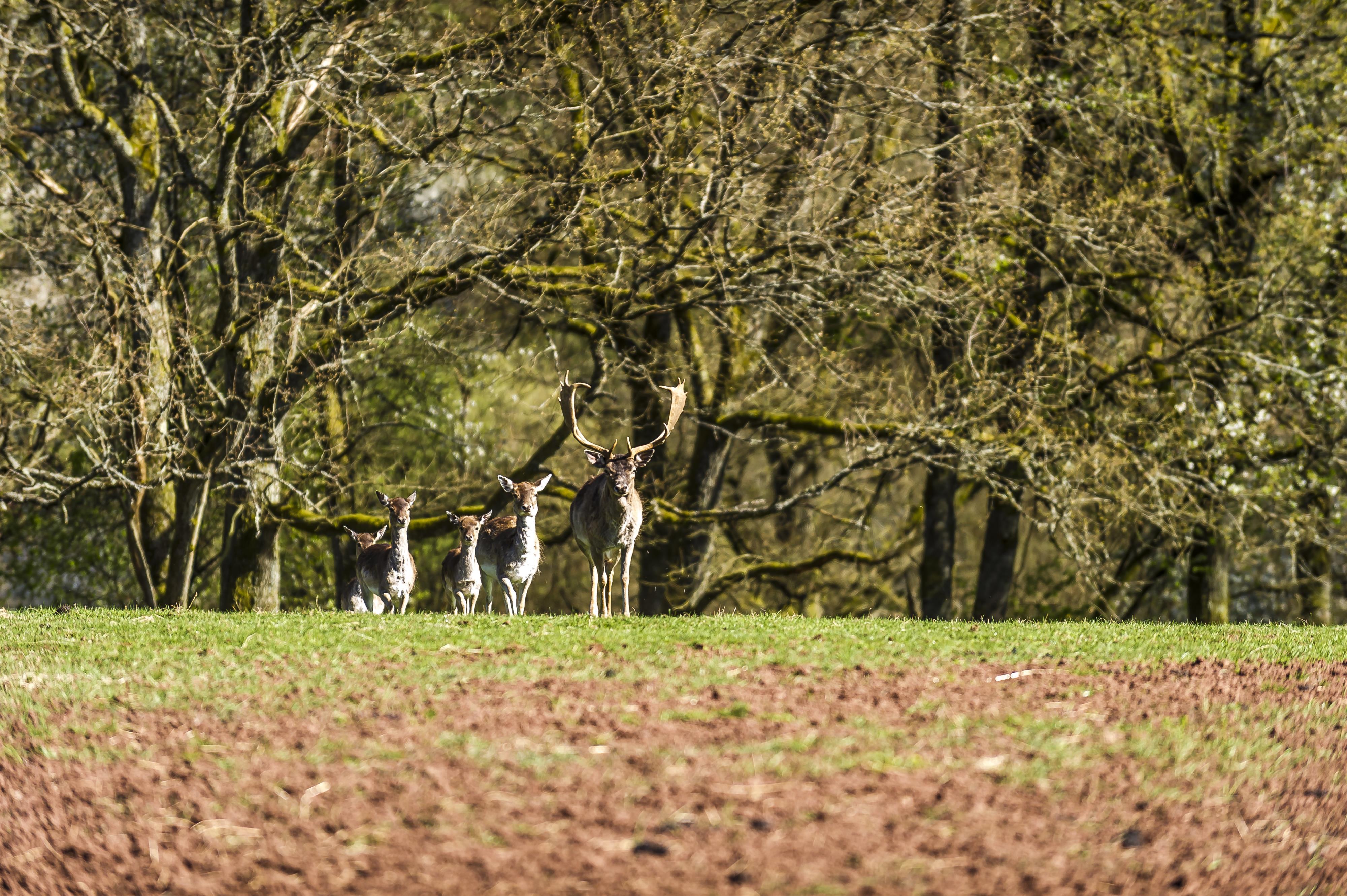 Tiere_Dosterhof von Fotograf Marcel Schneeberg-003