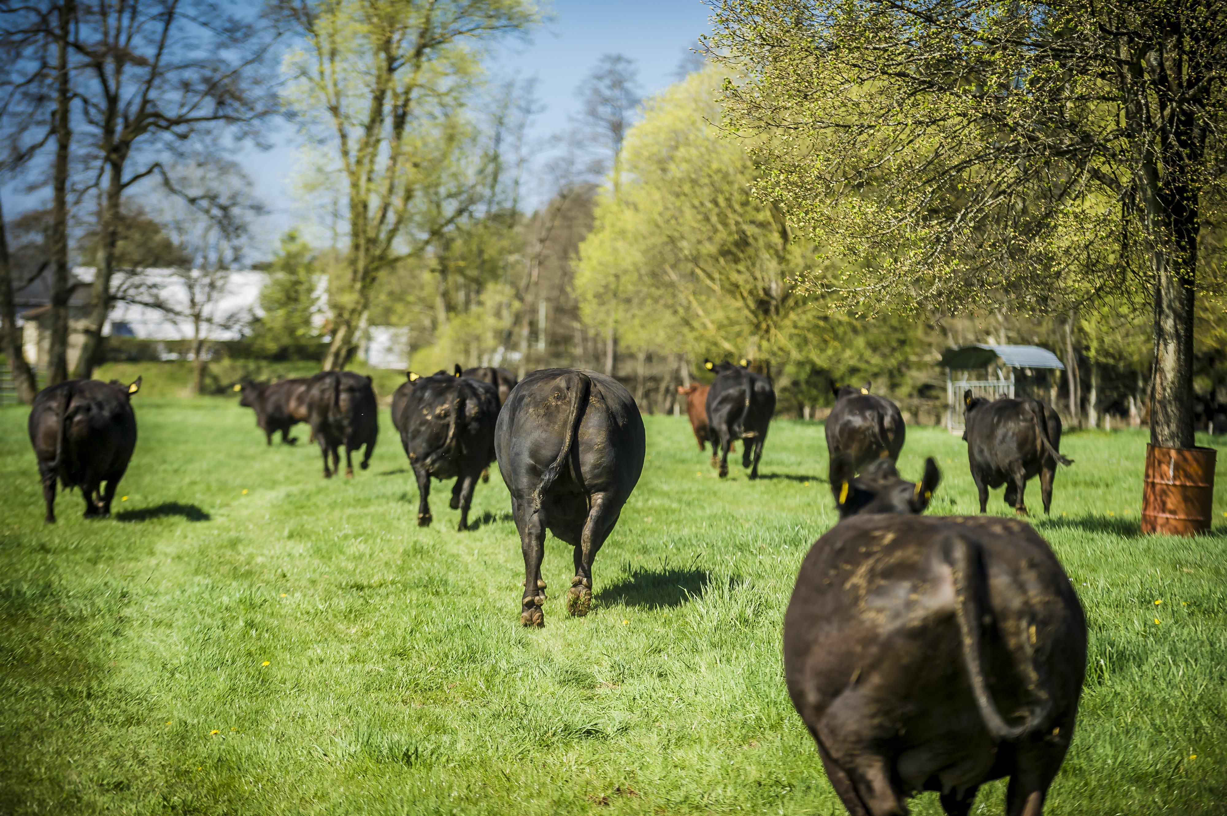 Tiere_Dosterhof von Fotograf Marcel Schneeberg-014