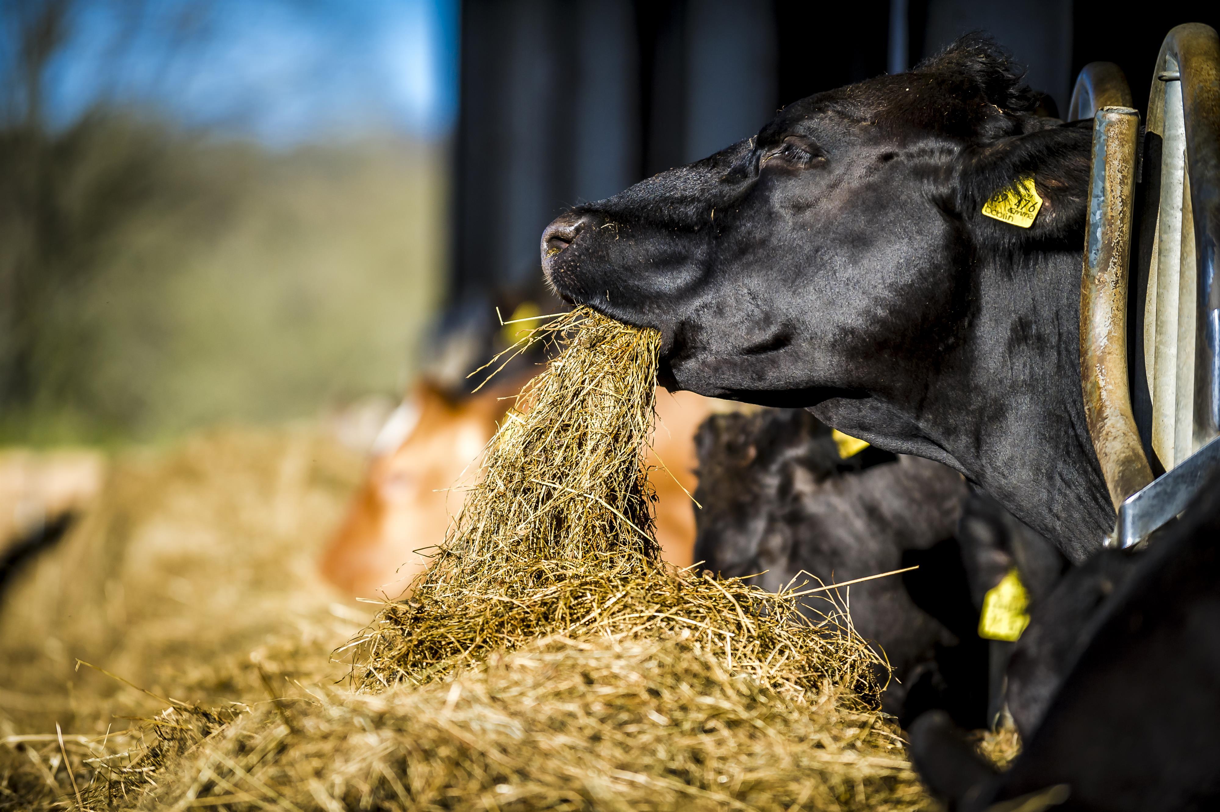 Tiere_Dosterhof von Fotograf Marcel Schneeberg-004