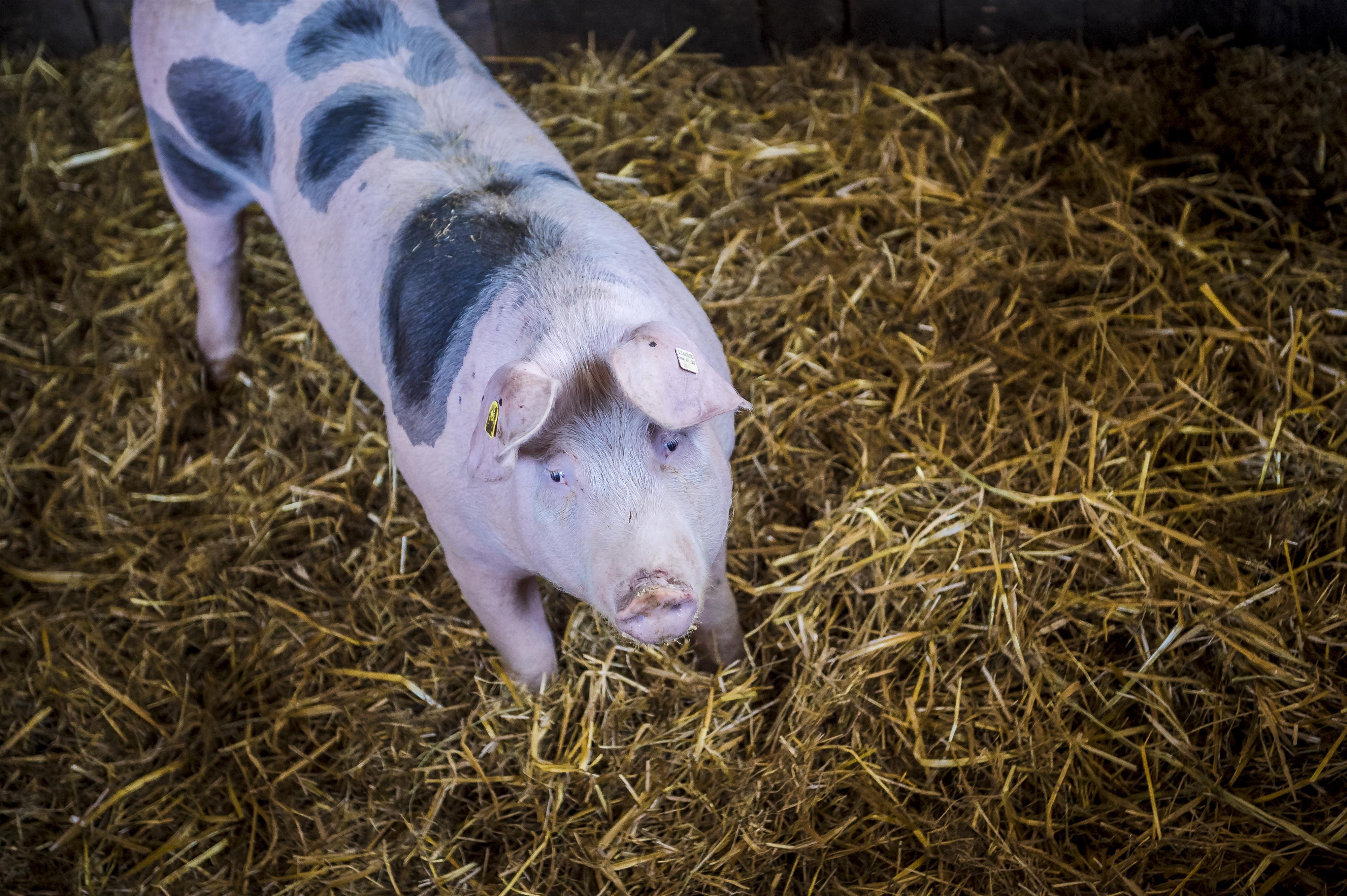 Tiere_Dosterhof von Fotograf Marcel Schneeberg-007