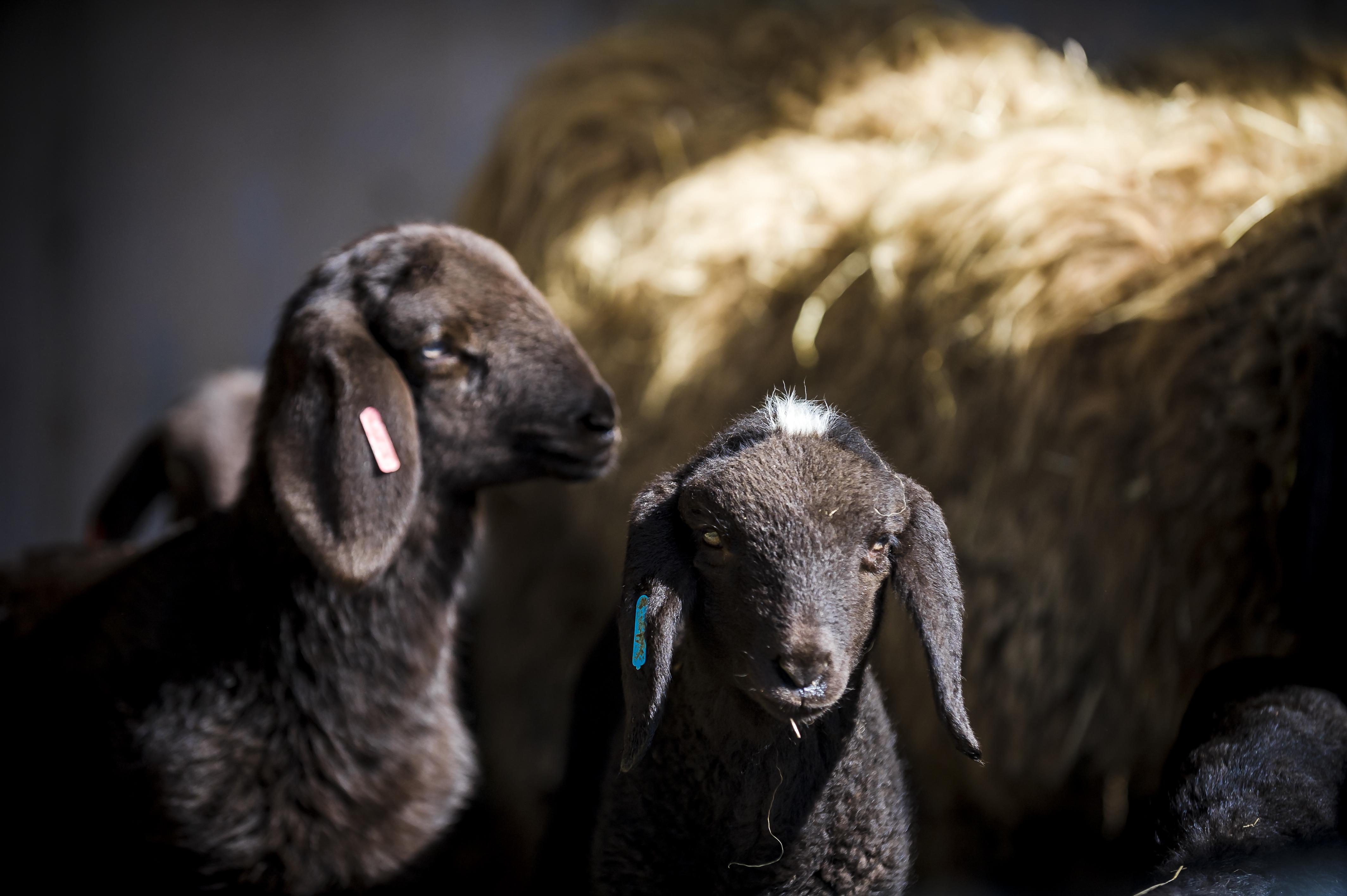 Tiere_Dosterhof von Fotograf Marcel Schneeberg-007