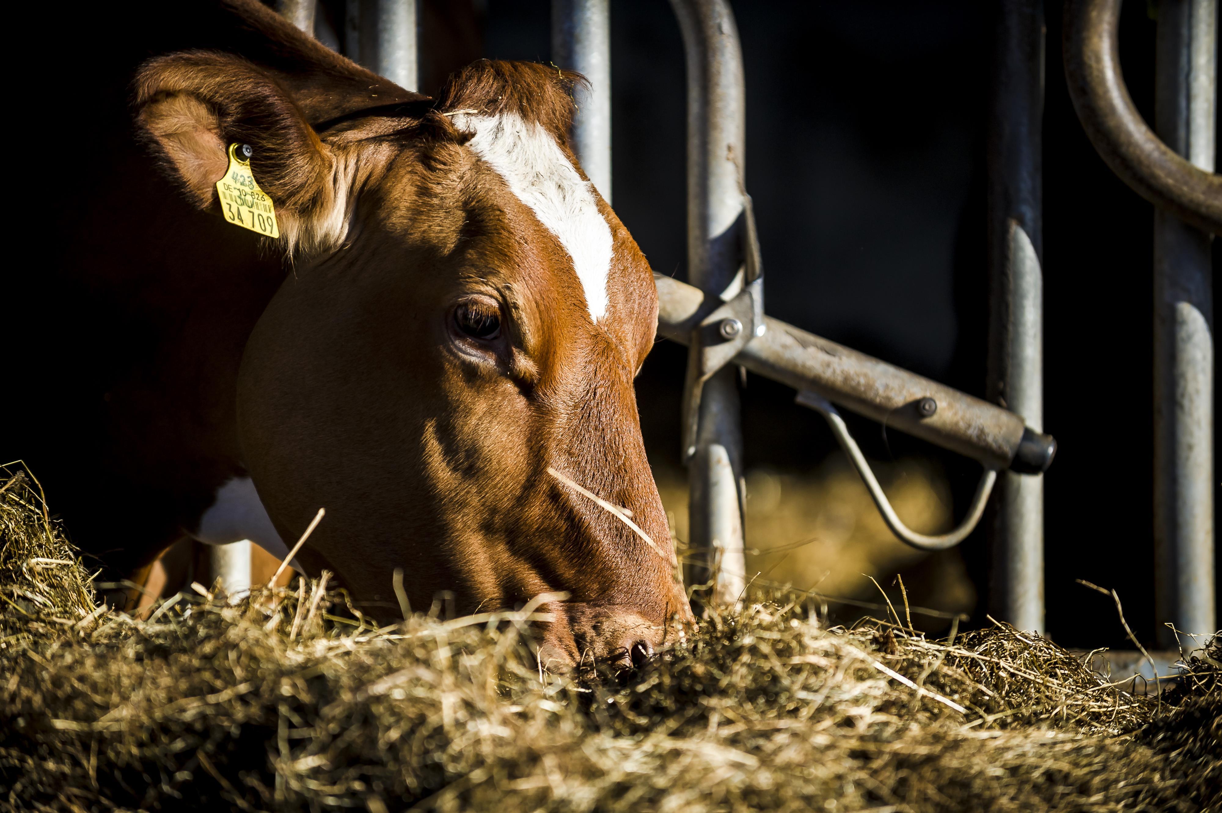Tiere_Dosterhof von Fotograf Marcel Schneeberg-004
