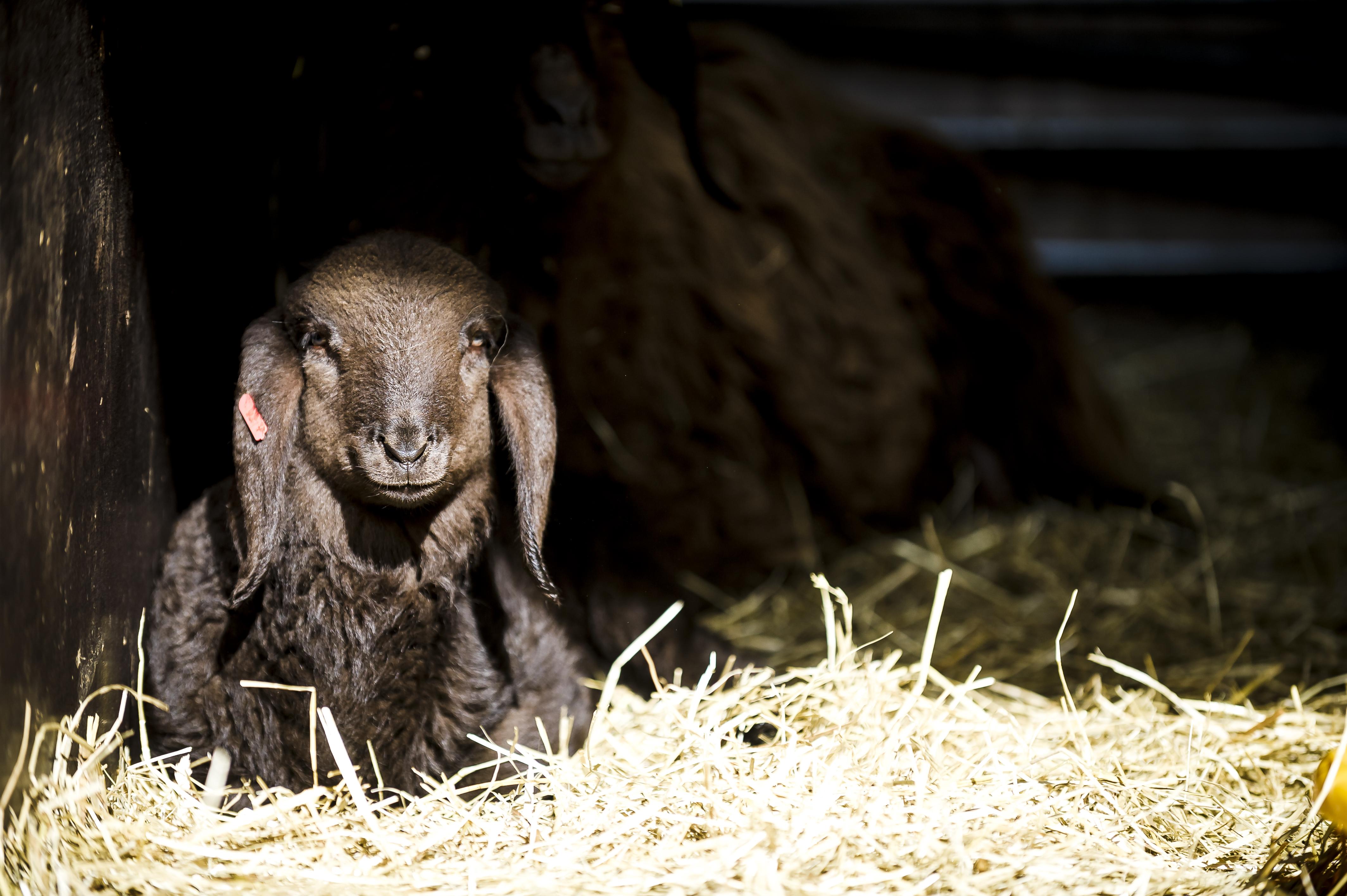 Tiere_Dosterhof von Fotograf Marcel Schneeberg-007