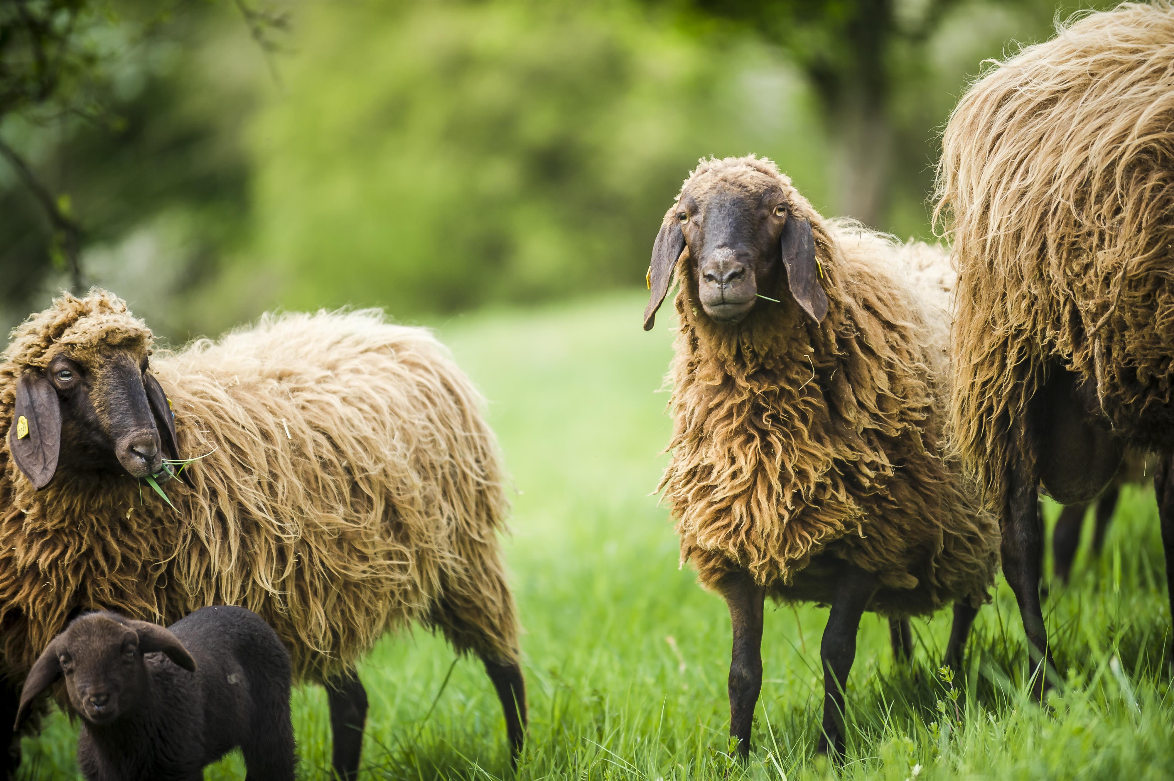 Tiere_Dosterhof von Fotograf Marcel Schneeberg-015
