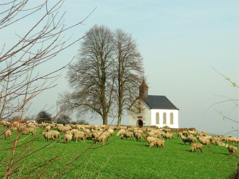 Urwahlener Kapelle mit Schafen