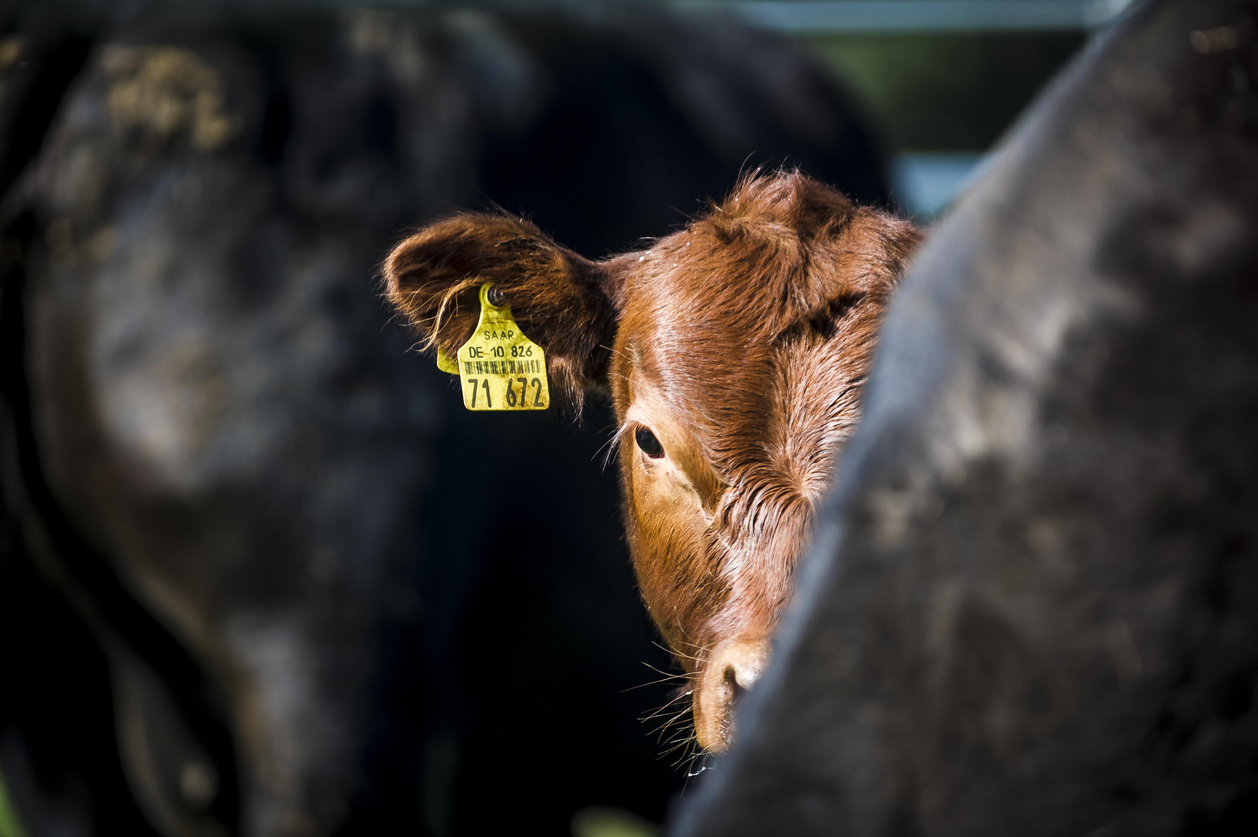 Tiere_Dosterhof von Fotograf Marcel Schneeberg-014