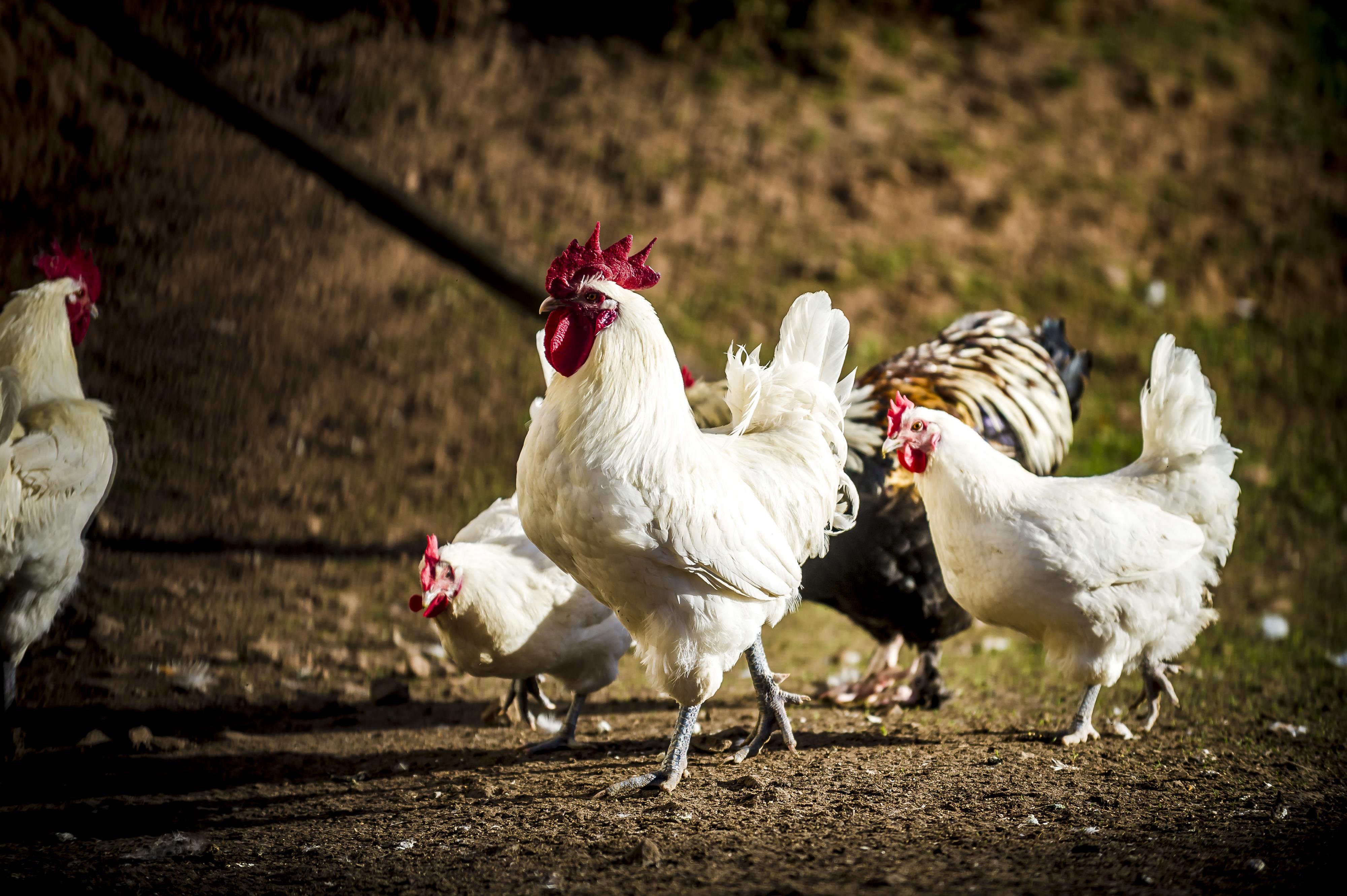 Tiere_Dosterhof von Fotograf Marcel Schneeberg-003