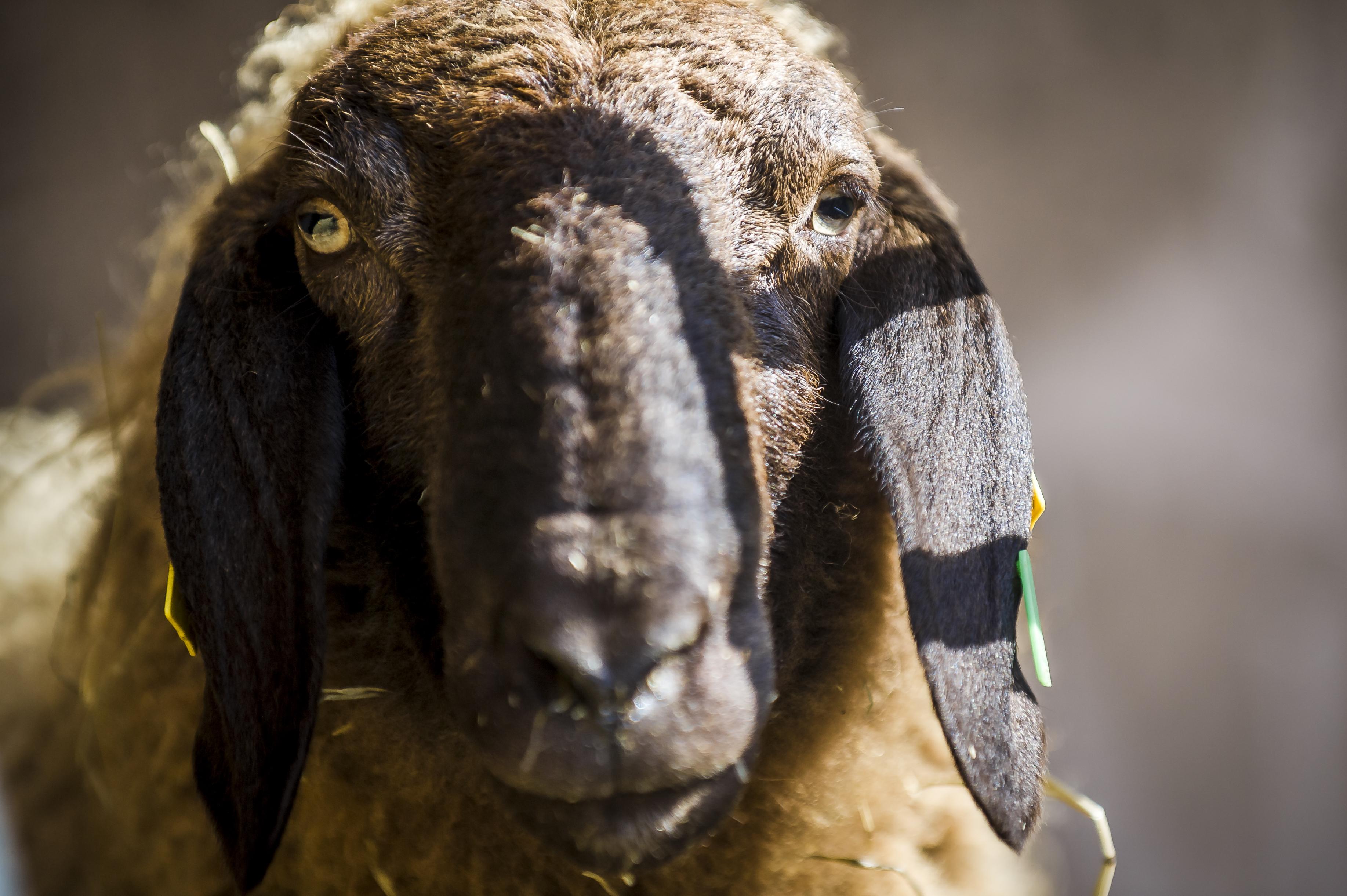 Tiere_Dosterhof von Fotograf Marcel Schneeberg-007