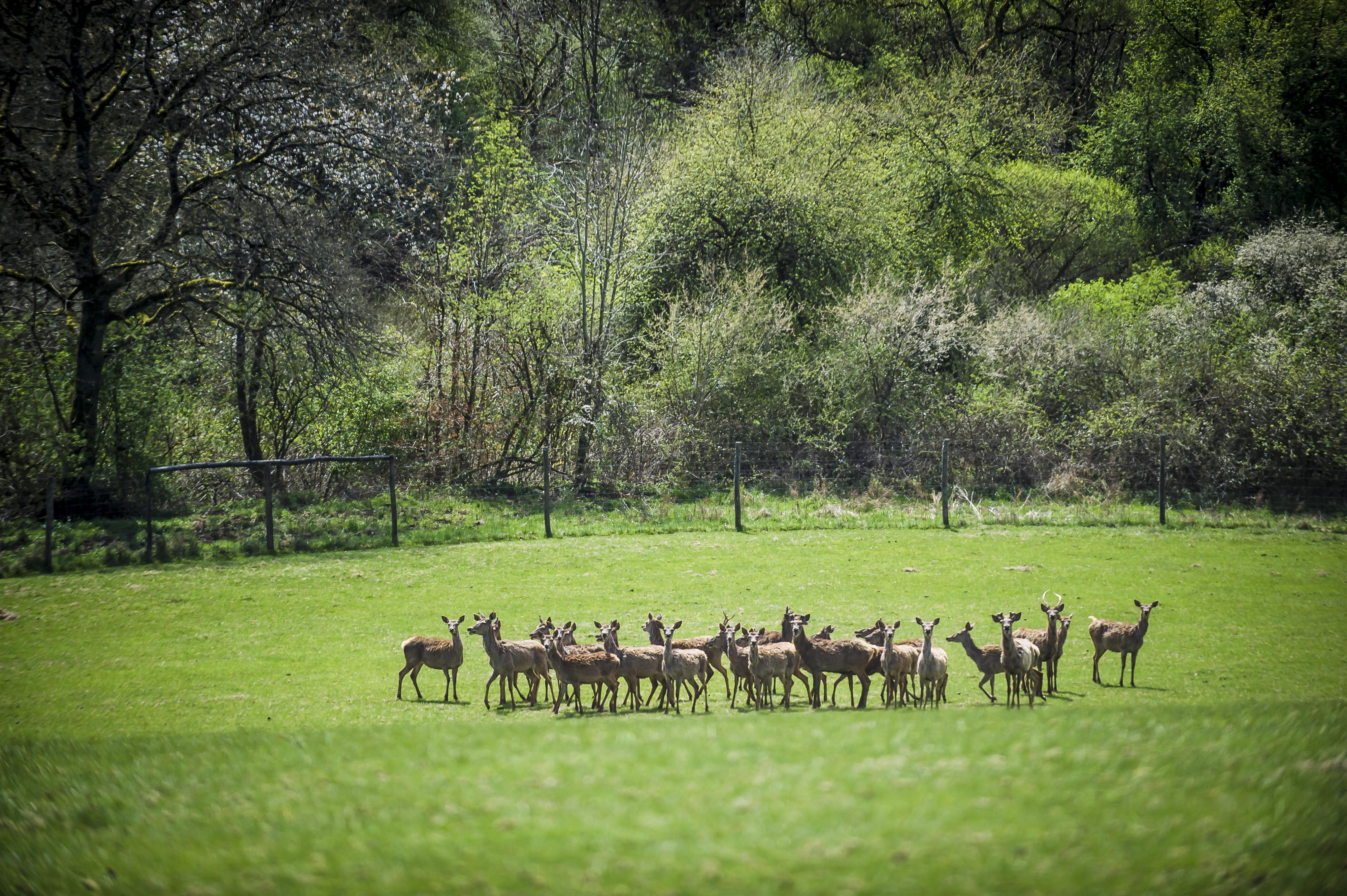 Tiere_Dosterhof von Fotograf Marcel Schneeberg-015