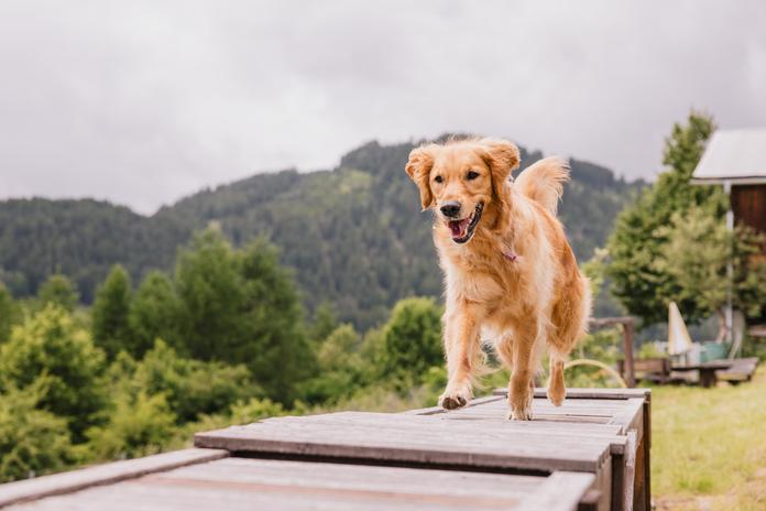 Hunde-Trainingswoche - Körpersprache intensiv - Crashkurs