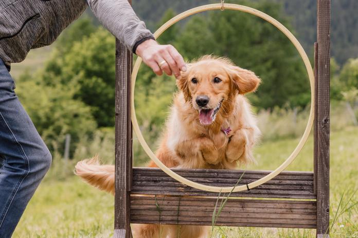 Hunde-Trainingswoche - Doggy´mnastics
