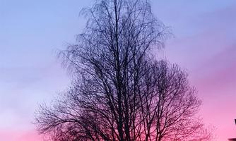 A tree in front of a colorful sunset with purple and pink tones. In the background, houses can be seen.