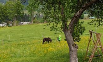A meadow with colorful flowers and a horse grazing. A tree stands in the foreground, and in the background, mountains can be seen.