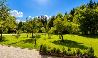 A green meadow with many trees and bright sunshine. In the foreground, plants are arranged in rows.