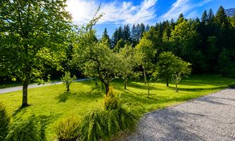 A green meadow with several trees and a bright blue sky. In the background, forests can be seen.