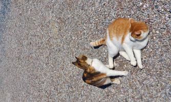 Two cats are lying relaxed on a gravel path. One cat has orange fur, the other is tri-colored.