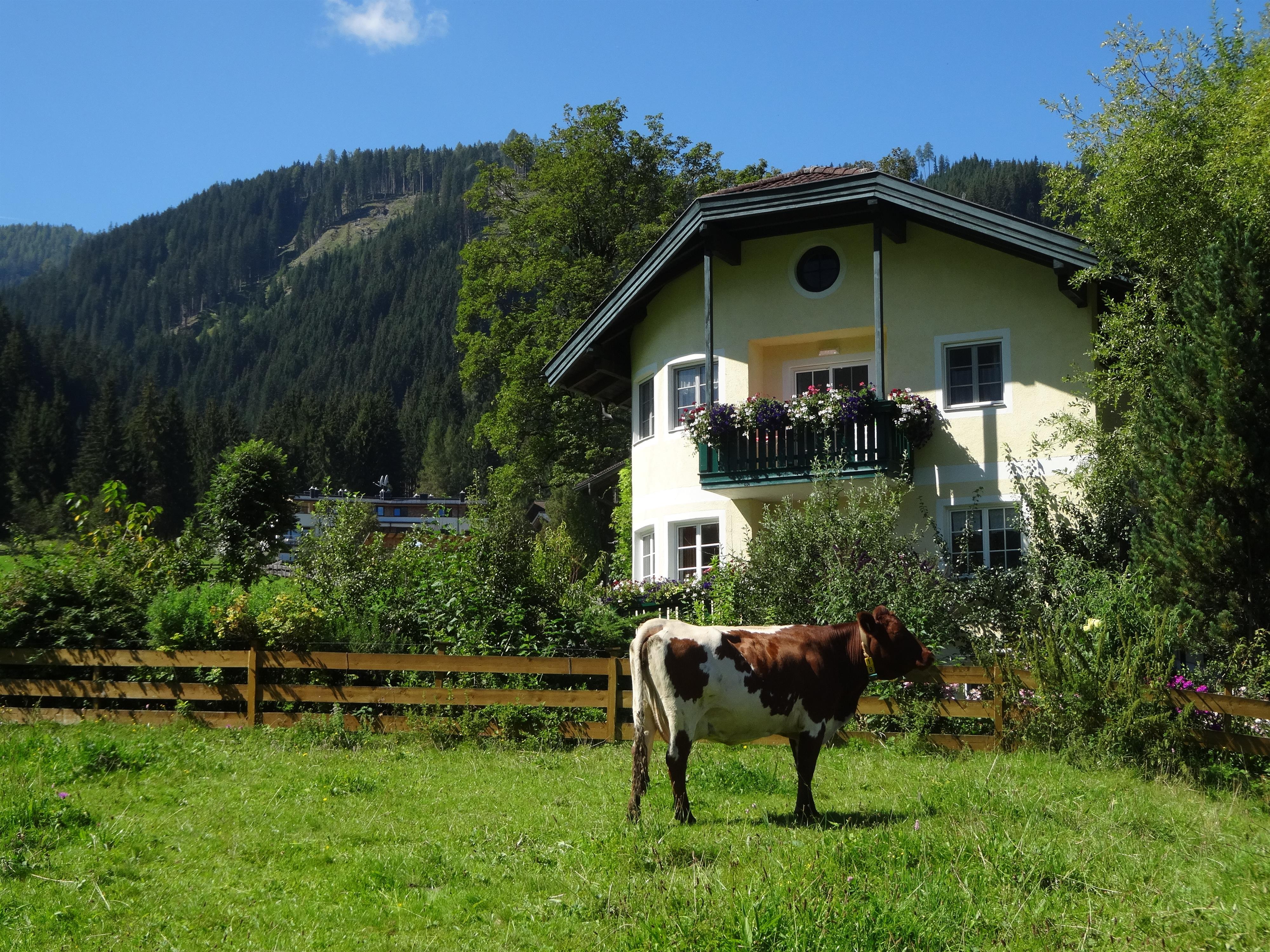 Haus Geistlinger M. und P. Großfamilie (2-5  Ferienwohnung in Flachau