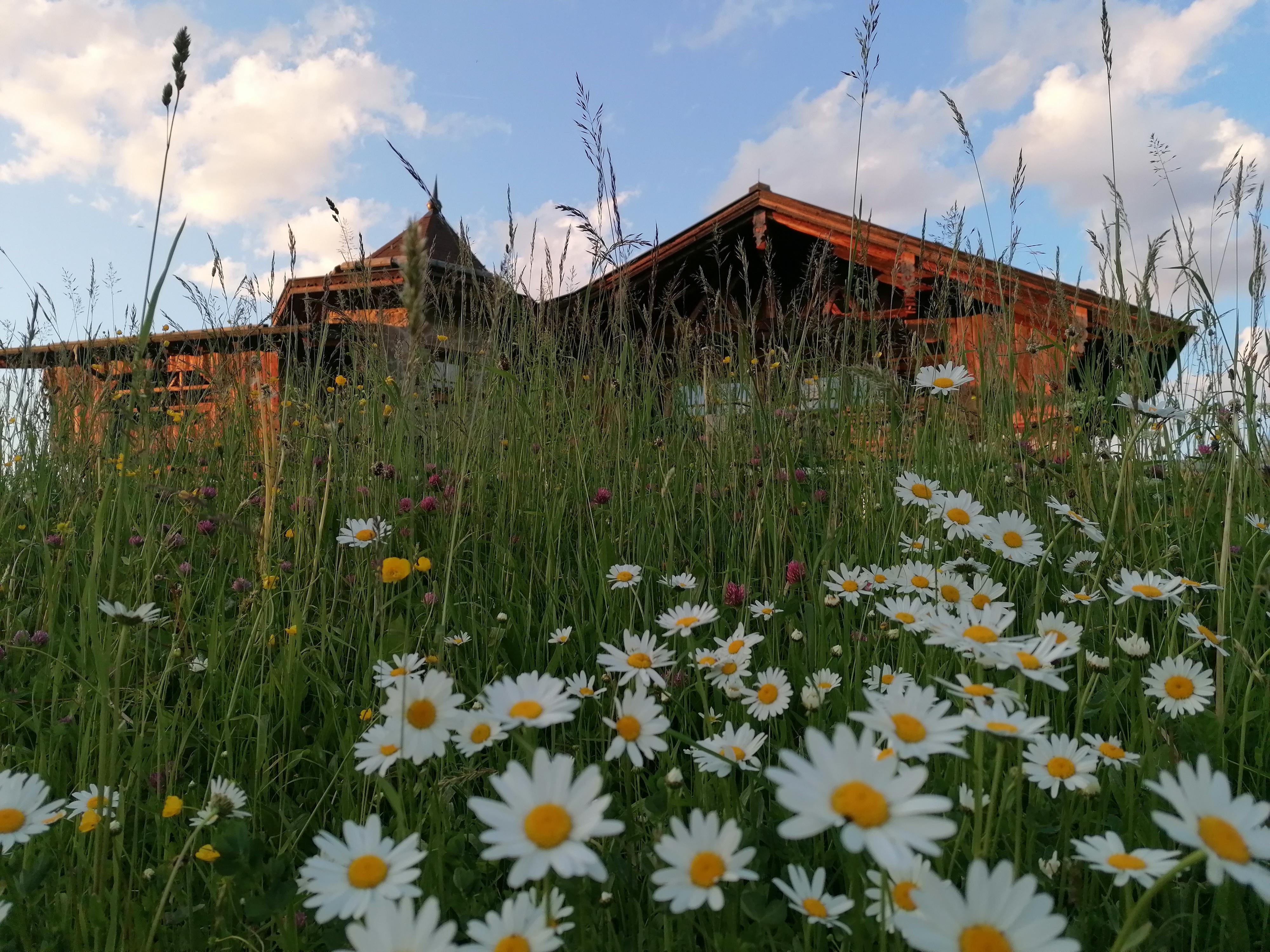 A rustic country house built with great attention to detail, made of reclaimed wood, is surrounded by tall grasses and blooming daisies. The sky is blue with some clouds.