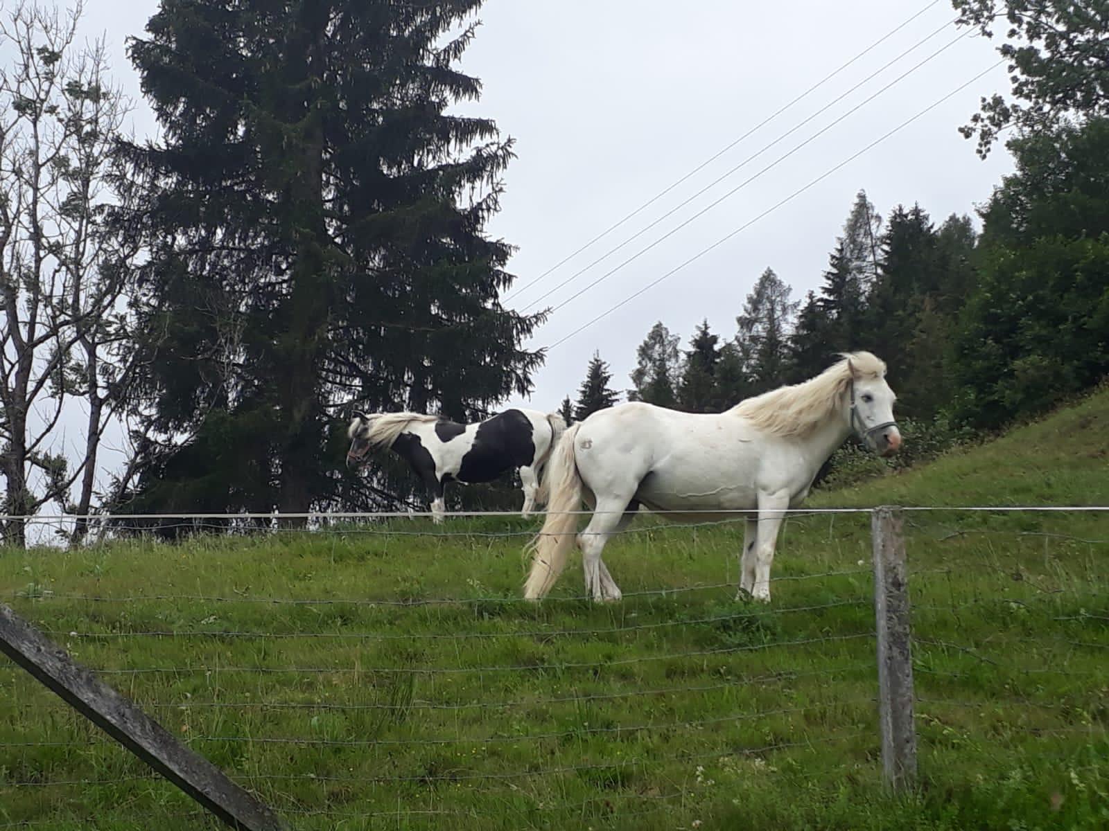 Fee und Scarlett auf der Koppel