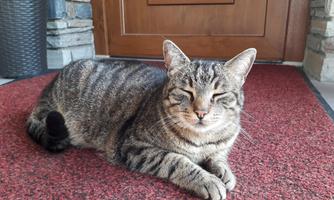 A cat lies relaxed on a red carpet in front of a door. It has striped fur and appears content.