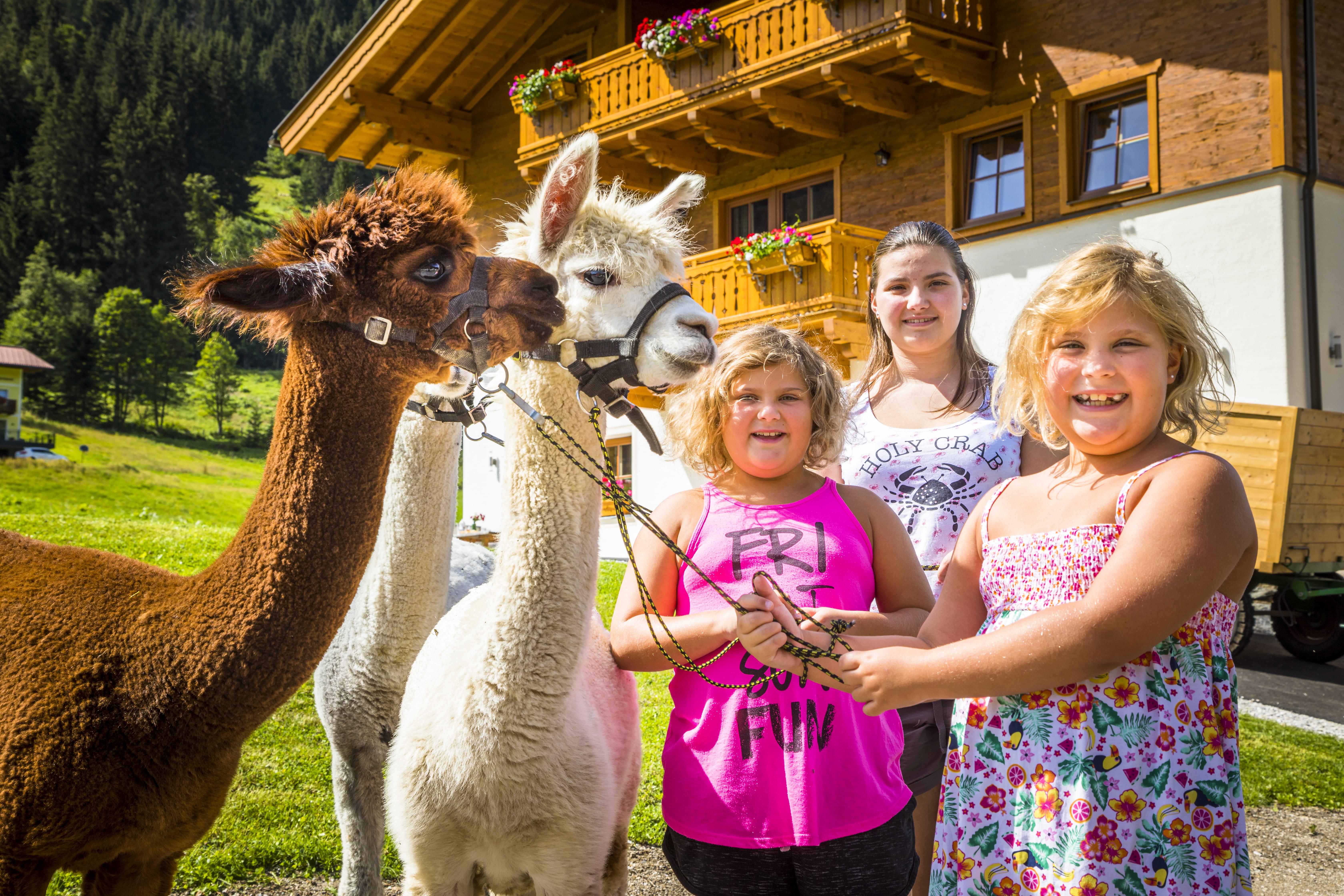 unsere Alpakas