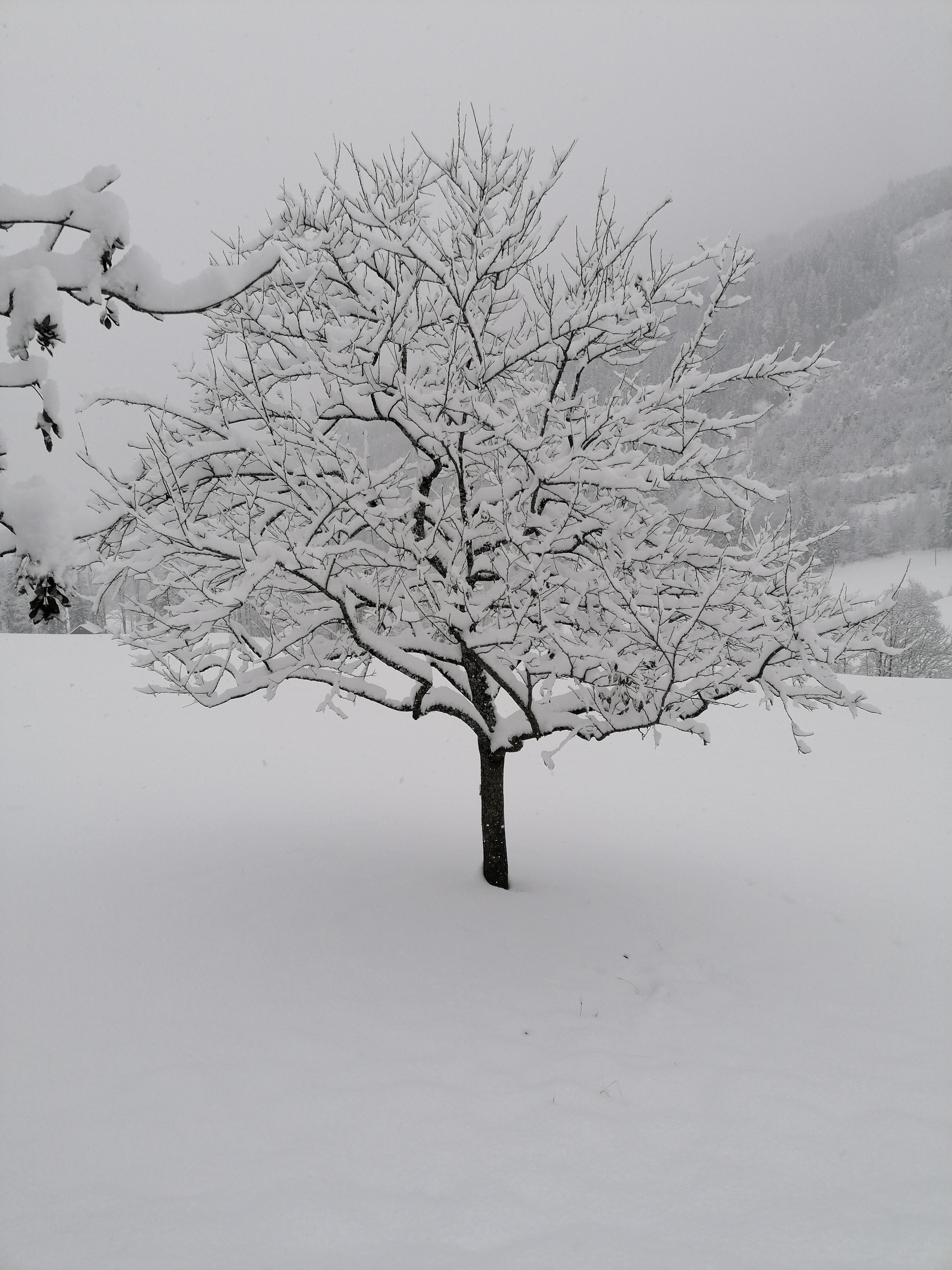 Winter Wonderland