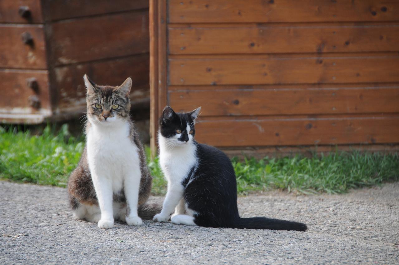 Katzen