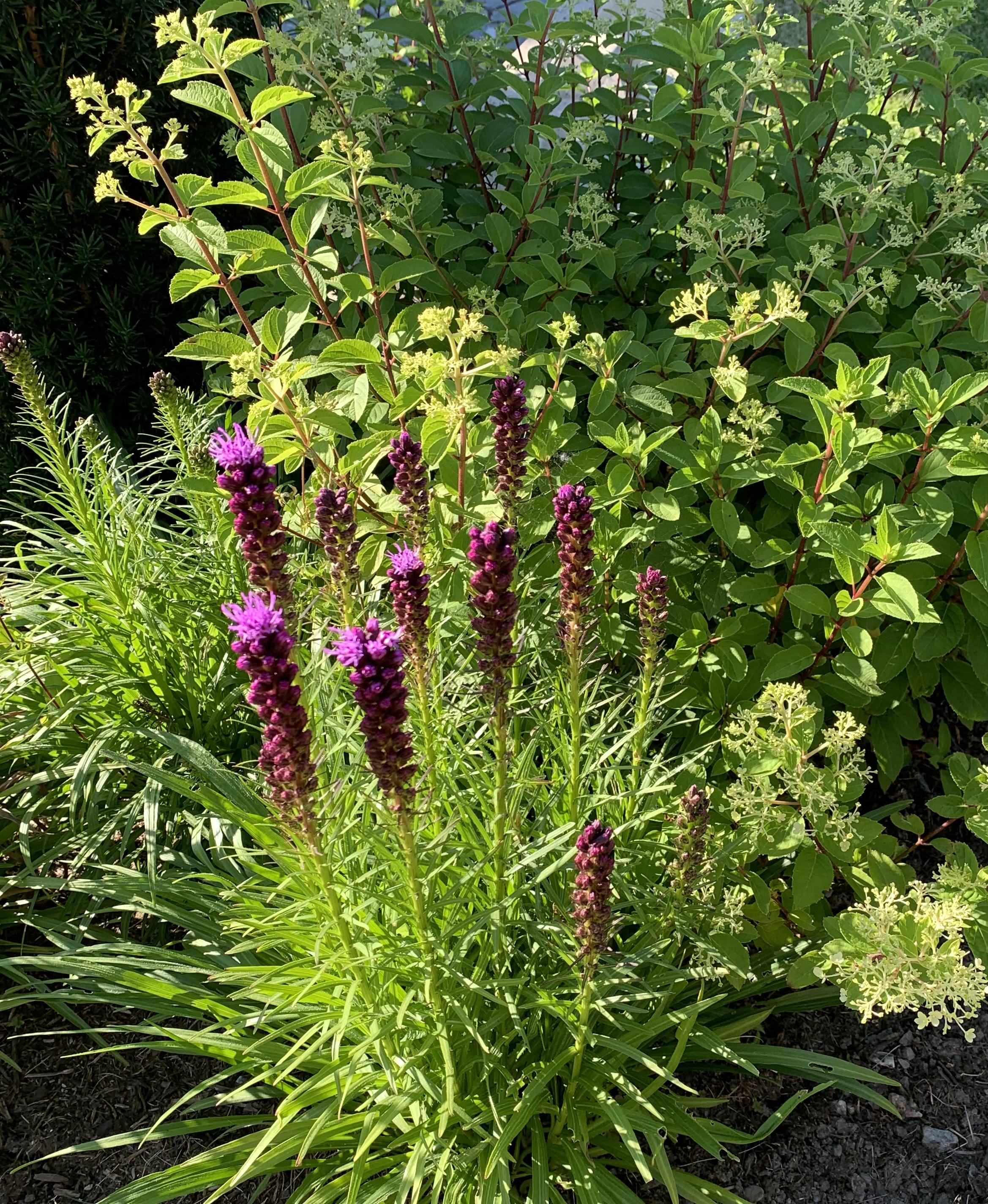 A blooming flower bed with purple flowers and lush green foliage. The plants are in bright sunlight.