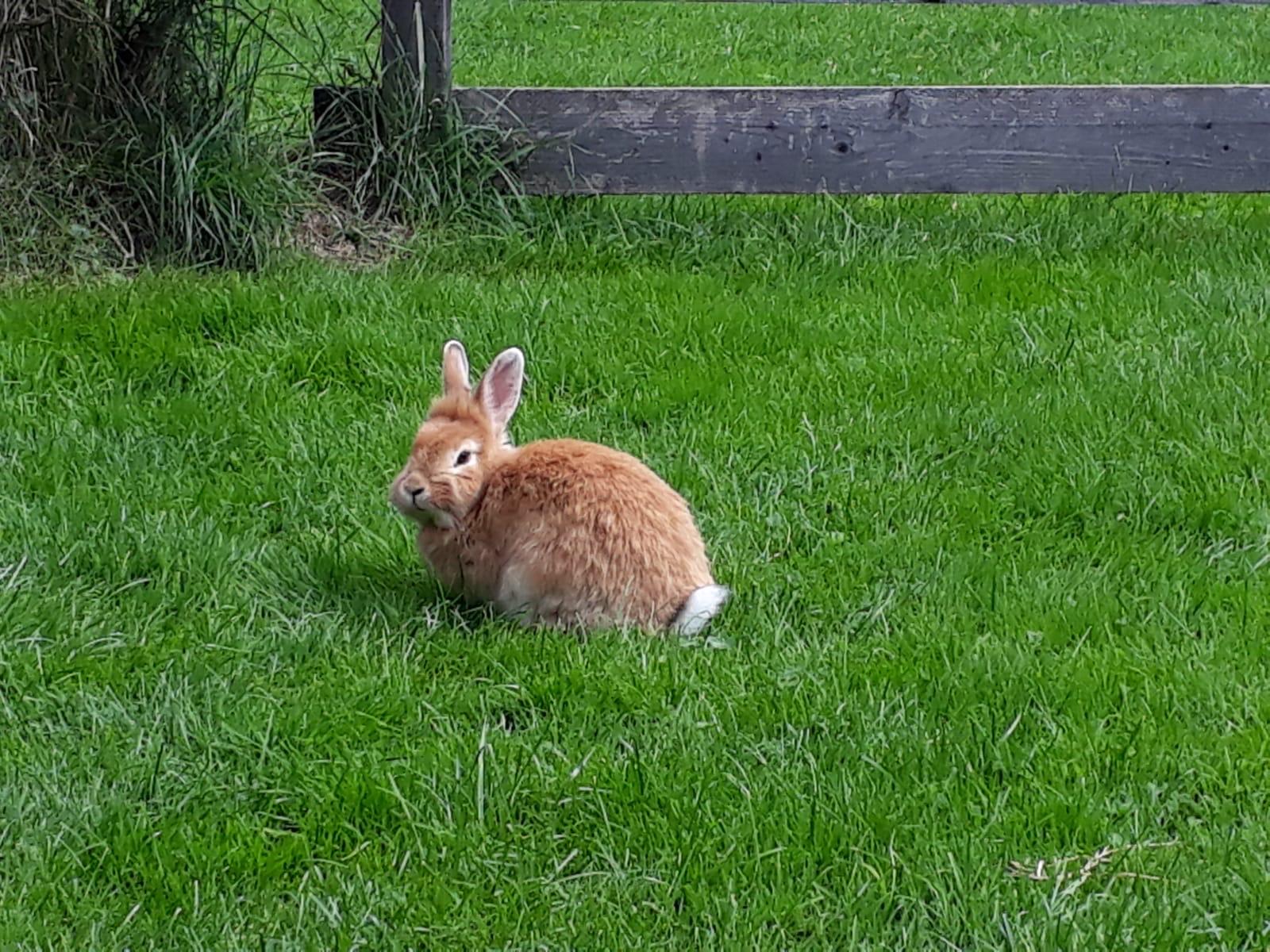 Bunny im Freien