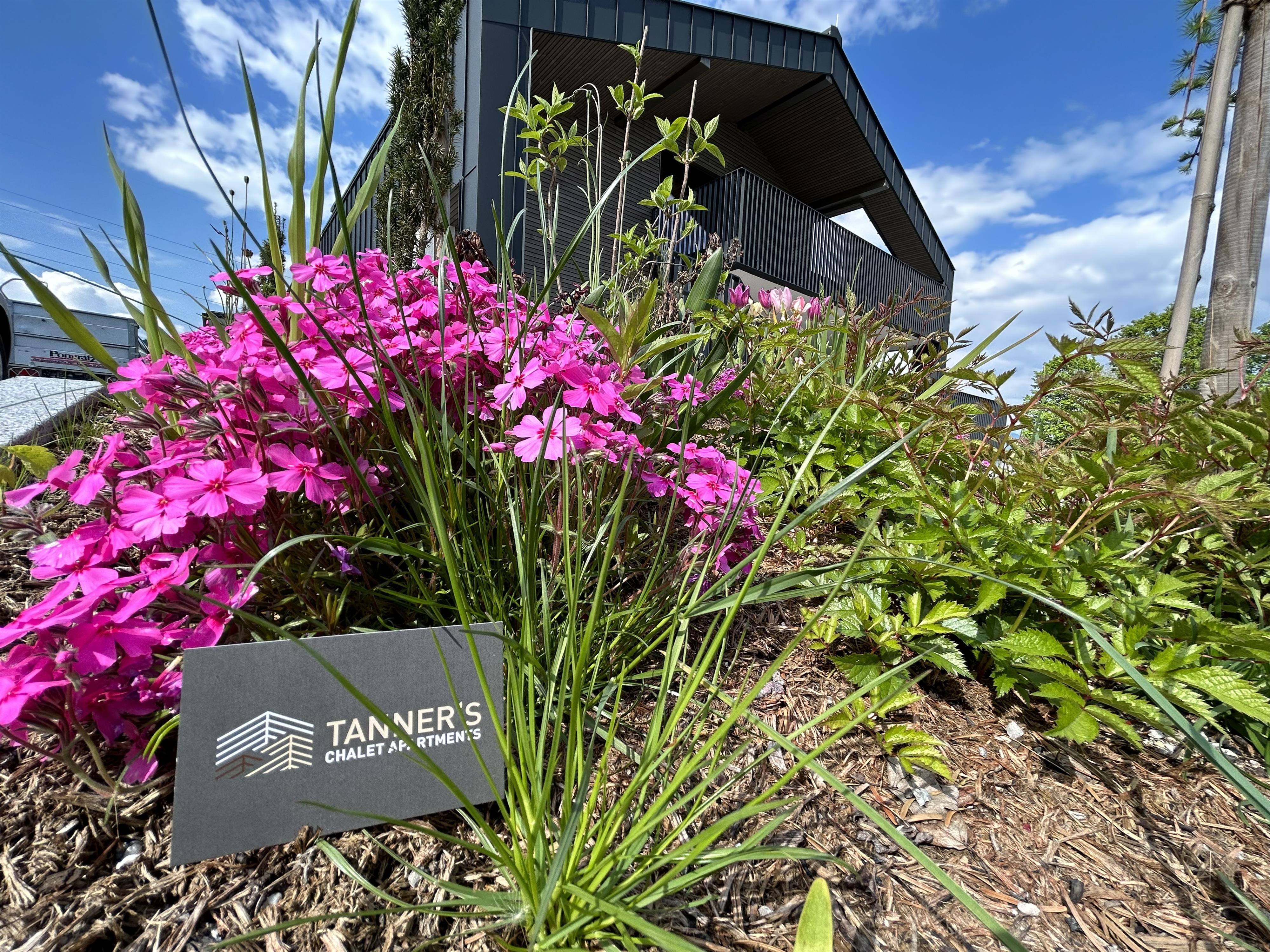 A blooming garden landscape with pink flowers and green grass. In the background, a modern building is visible.