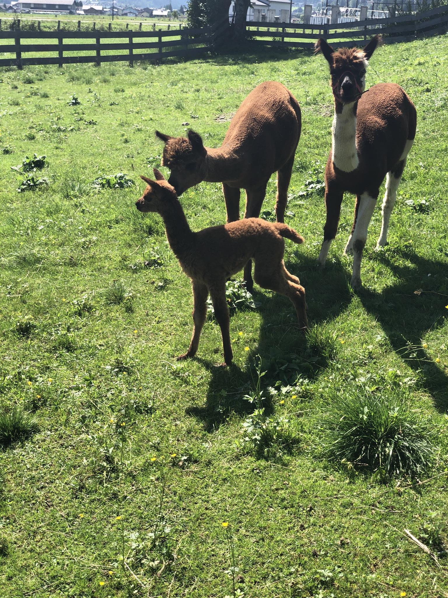 Babyalpaka Idefix mit Mama Flora und Tante Hope