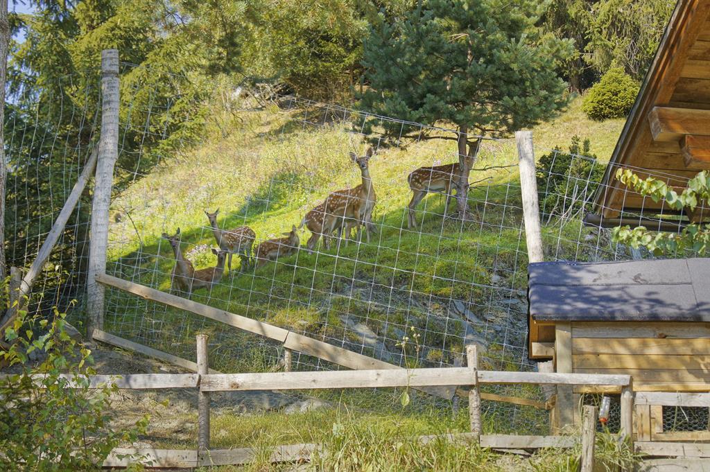 Deer and game