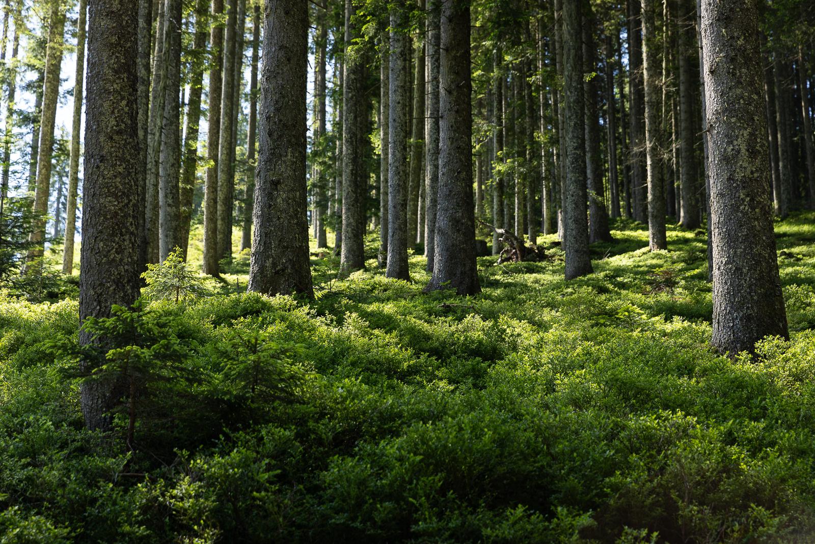 Regenerationswanderung: Rund um’s Öbristköpfl