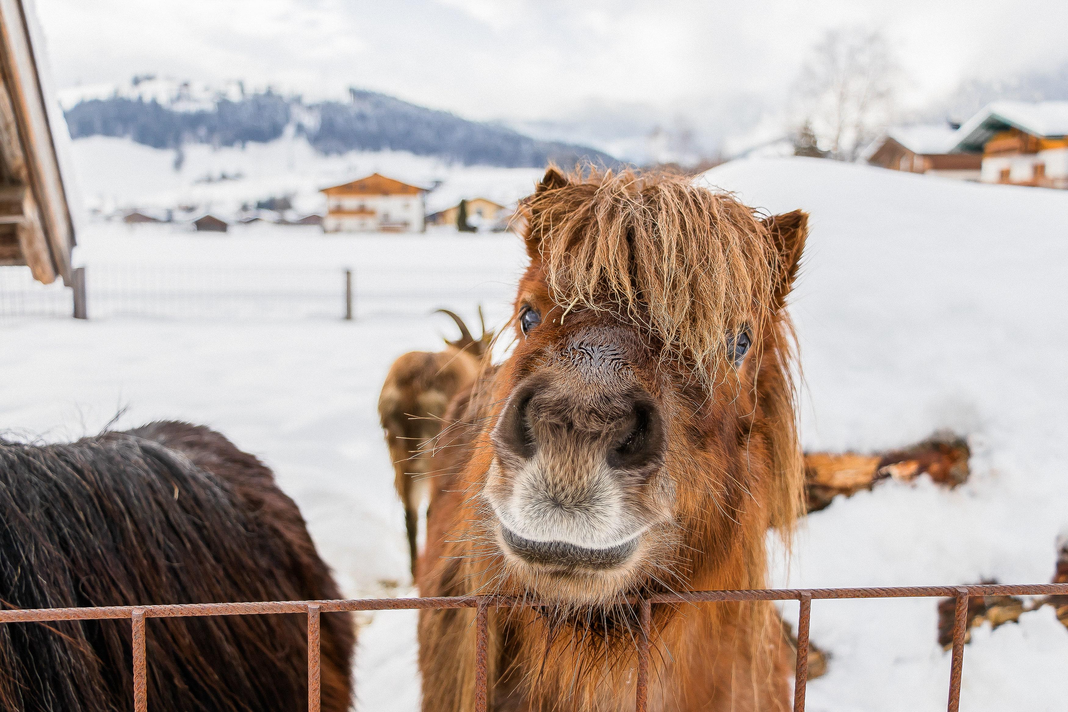 A small horse is curiously looking through a fence. In the background, a snowy landscape with houses and mountains can be seen.