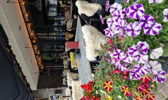 A cozy restaurant with terrace seating, surrounded by colorful flowers. The seats are equipped with soft furs and a warm atmosphere prevails.