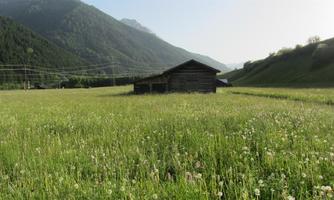 A green meadow with many dandelion flowers and a small wooden house in the background. In the background, gentle hills and mountains can be seen.