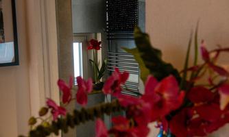 A beautiful view of a room with a blooming orchid and a mirror. In the background, plants and a window are visible.