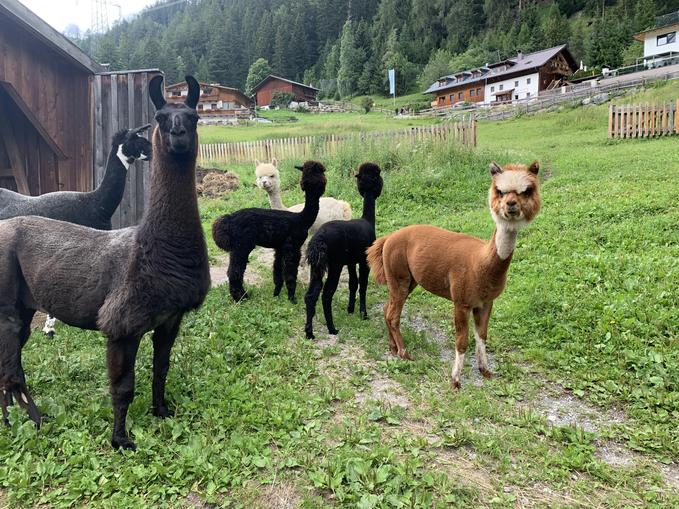 Lama & Alpaka Tour