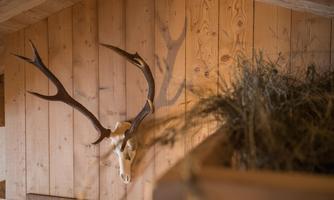 A antlers hang on a wooden wall in a rustic room. In the foreground, hay can be seen in a feeding trough.