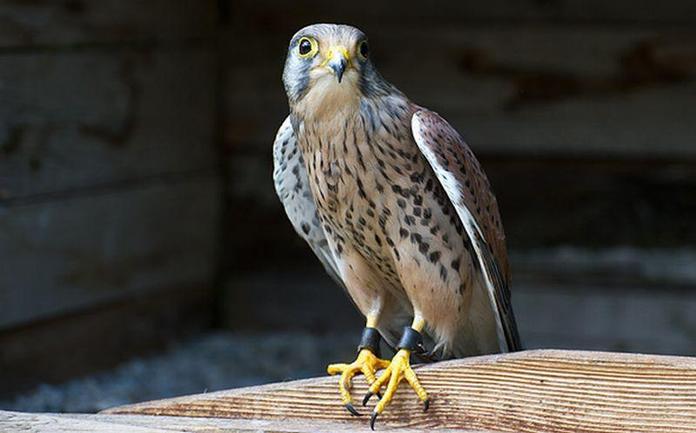 Greifvogelpark Telfes