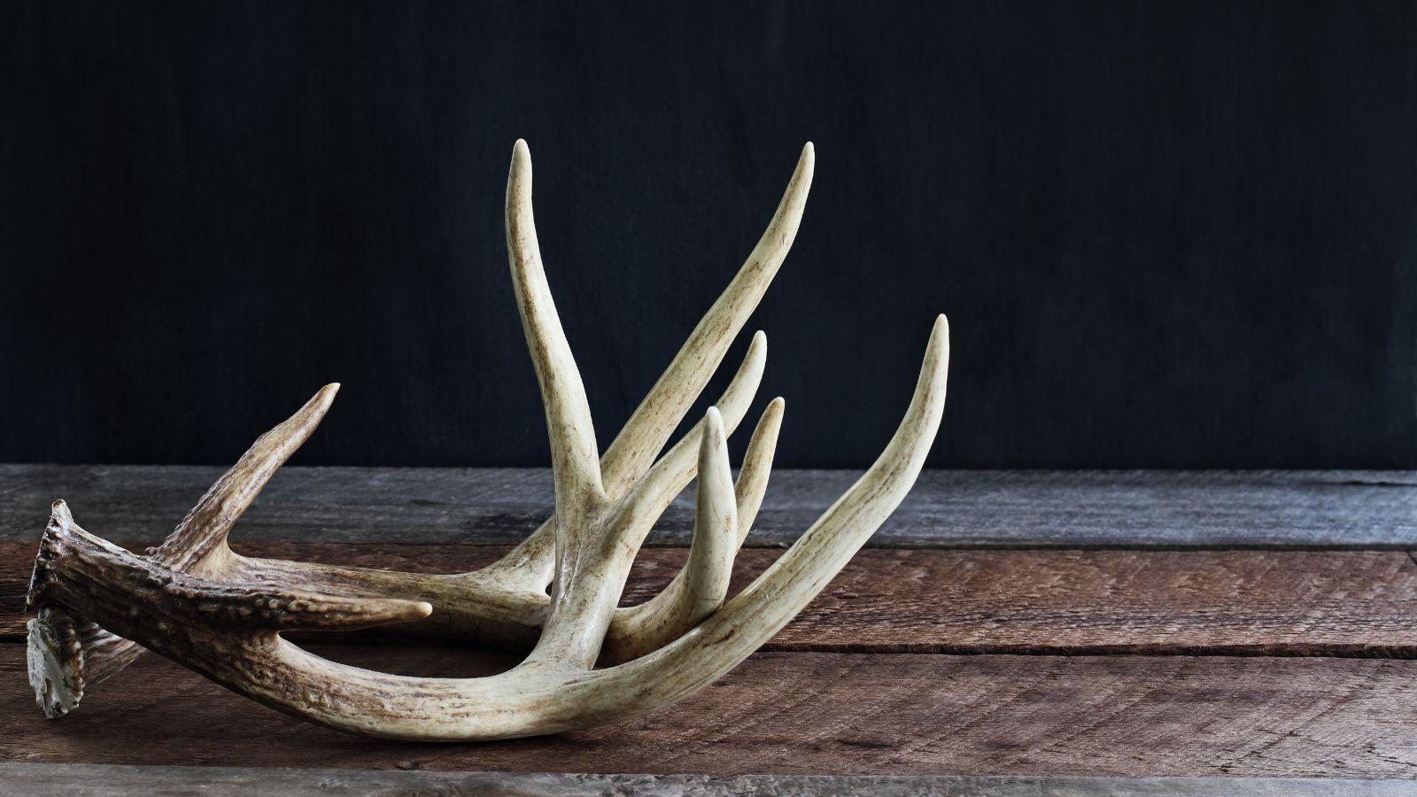 Sabato al museo – Lavoriamo il palco