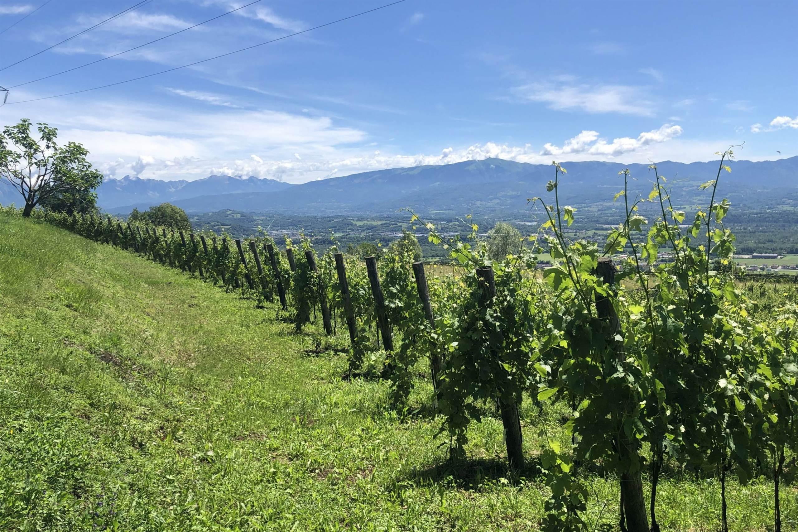 Azienda Agricola "Un'orsa minore"