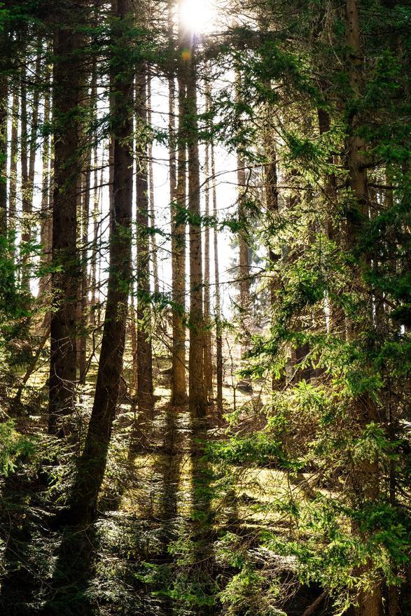 FAMILY FOREST EXPERIENCE