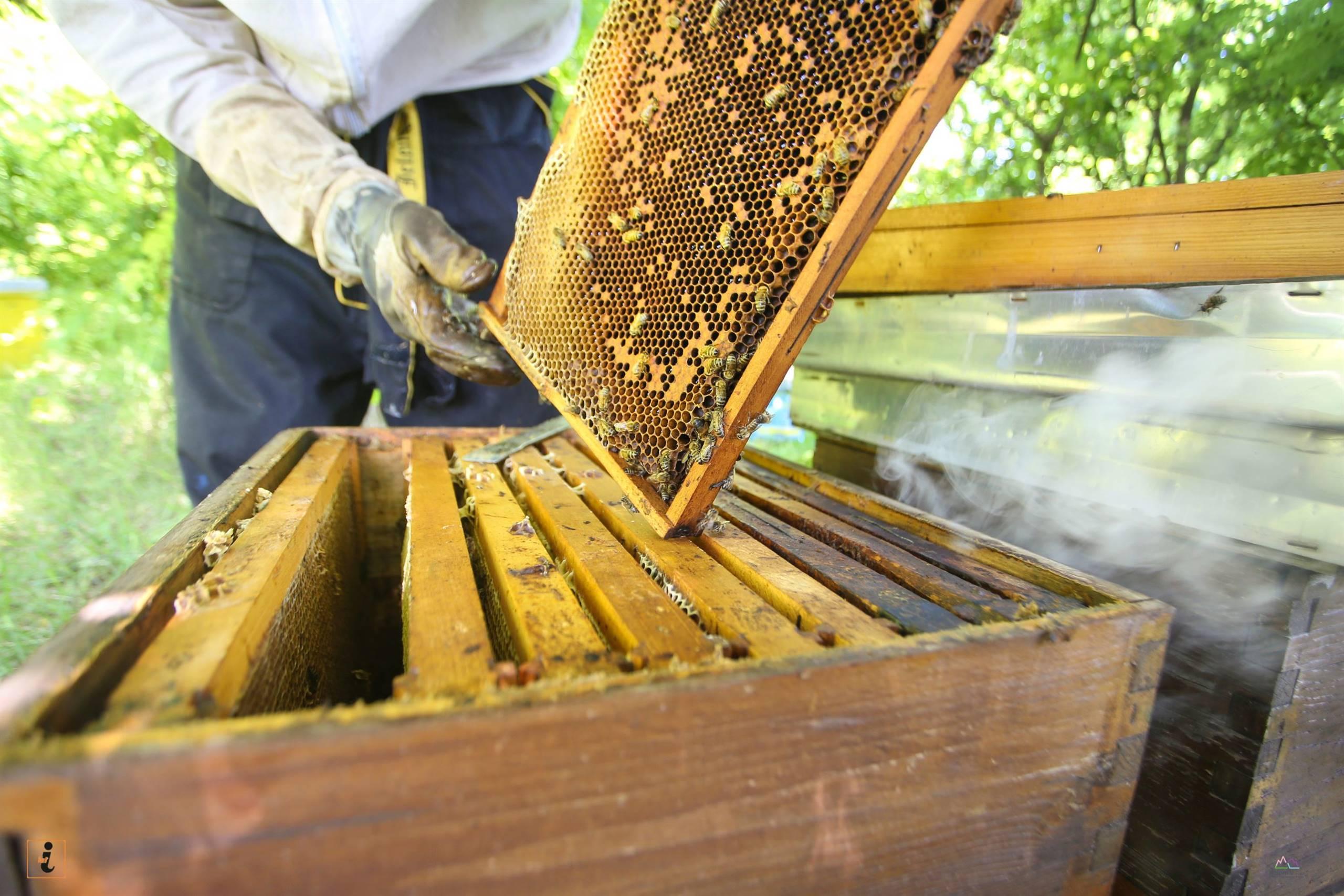 Incontro informativo avanzato di apicoltura