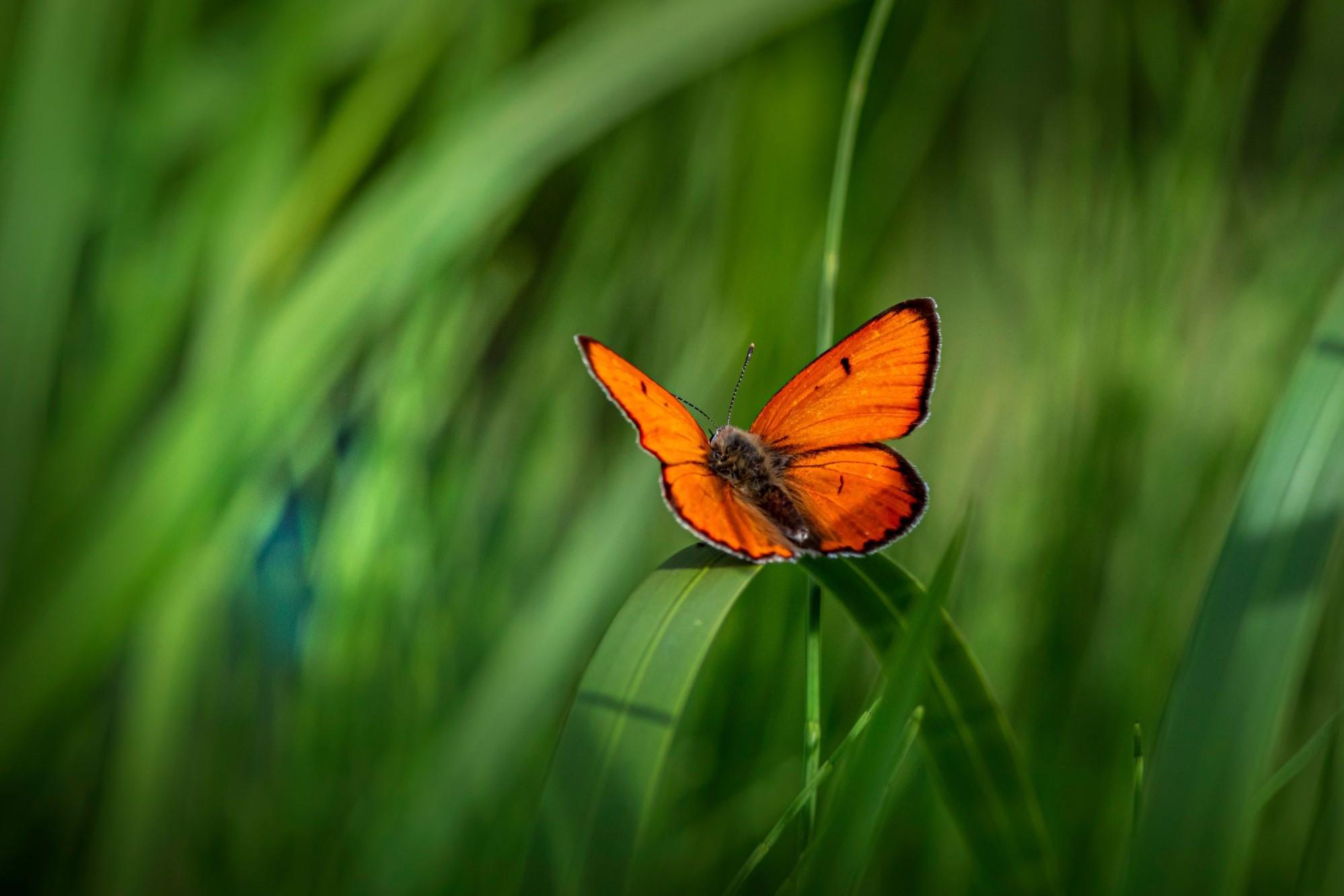 Oasi Lycaena